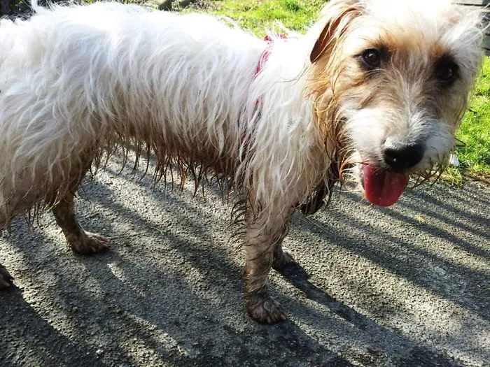 My Jack Russell Terrier Iza  :)