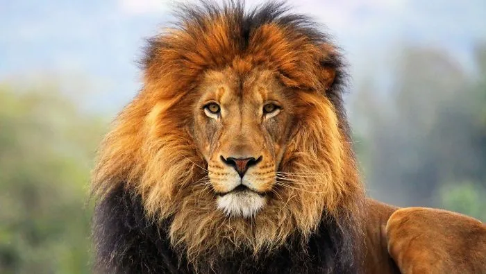 Little Lion And His Father 5 Photos