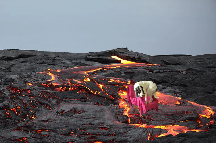 This Dog Is Scared Of Lava River