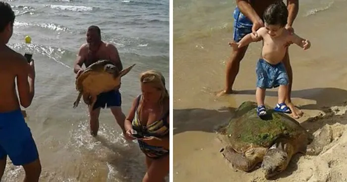 This Turtle Was Dragged From The Sea For Selfies Until These People Rescued Him