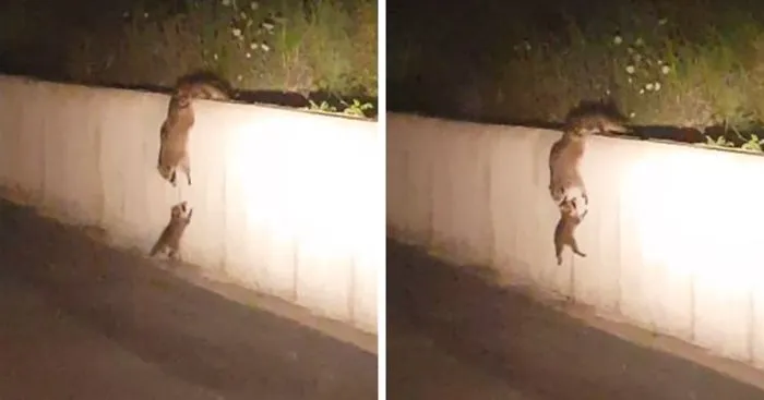 Raccoon Family Forms A Chain To Help A Baby Raccoon Get Over The Wall