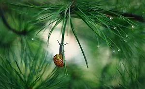 I Capture The Tiny World Of Snails In Poland
