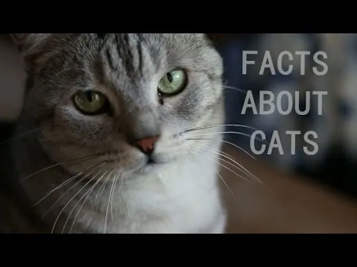 Cutest Fact About Cats