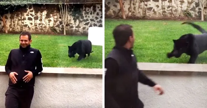 Panther Attacks Sanctuary Owner From Behind... With A Kiss