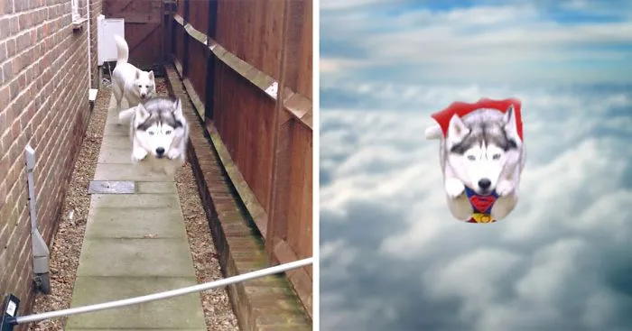 Photoshop This Flying Husky