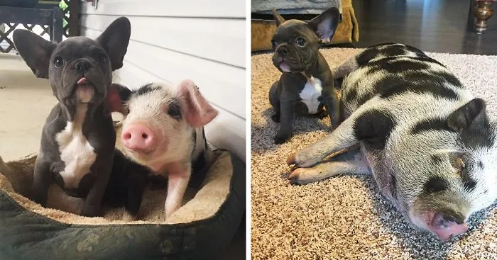 This Rescue Piglet Befriends A French Bulldog Puppy