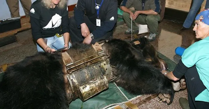 Bear Tortured For Years In Metal Vest Finally Freed