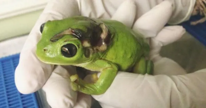 Woman Runs Over Frog With Lawnmower, Flies It 1,000 Km To Clinic