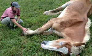 This Abandoned 30-Year-Old Horse Was Unable To Stand Until This Woman Saved Him