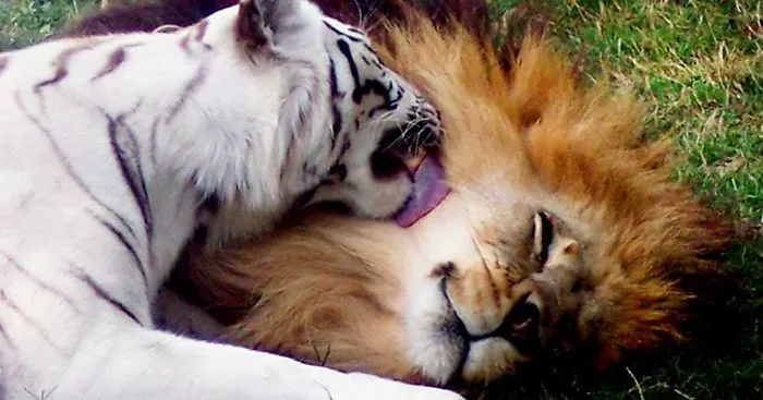 Lion Falls In Love With White Tiger, Escape Zoo Together