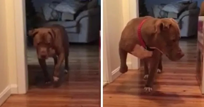 This Pit Bull Tiptoes Around Because He Is Scared Of Disturbing The Cat