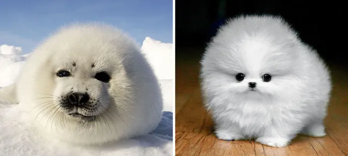 Seals Are Actually Ocean Puppies (40 Pics)