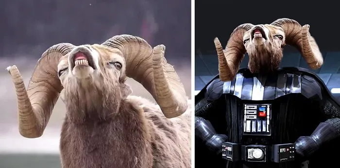 Photoshop This Picture Of A Bighorn Sheep