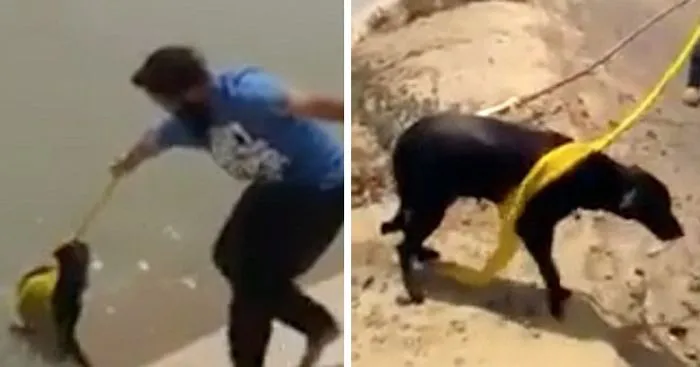 This Man Removed His Turban To Save A Drowning Dog