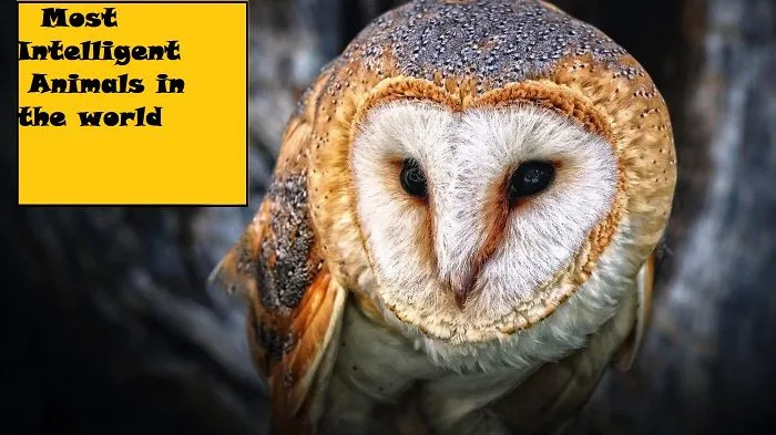 Most Intelligent Animals In The World