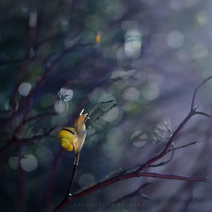 The December Walk