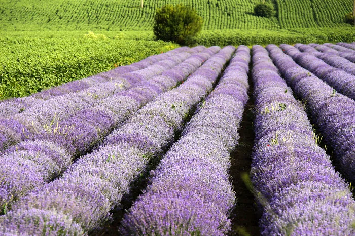 Walk Around The Lavender Fields.