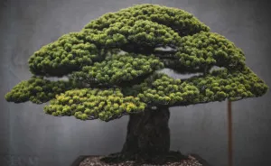 I Spent 2 Years Capturing The Beauty Of Bonsai Trees