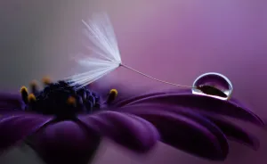 My Macro Photograph Of A Flower With Drop