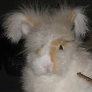 Little Bunny LuLu