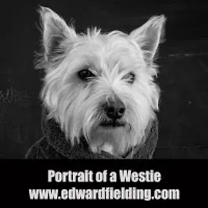 Edward Fielding