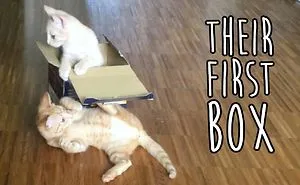 Our Kittens Got Their First Box!
