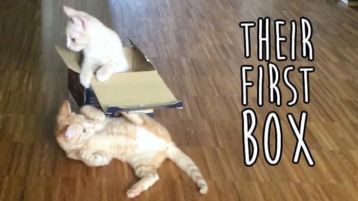 Our Kittens Got Their First Box!
