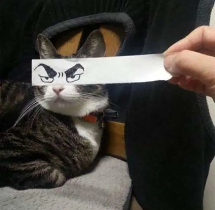 Cats With Funny Eyes