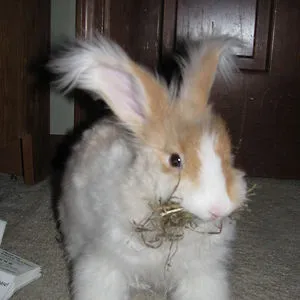 Little Bunny LuLu
