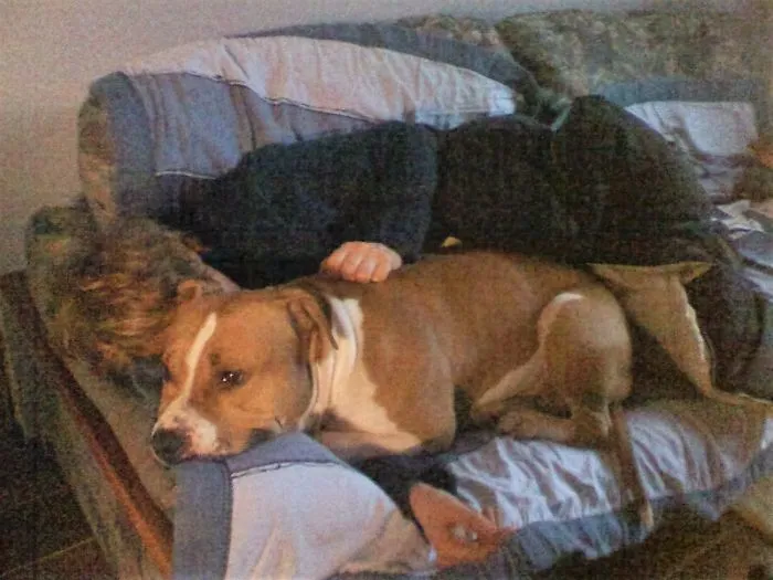Bp Said "some Of Your Images Are Too Narrow."my Dog Died From Osteosarcoma Too Then I Dont ...