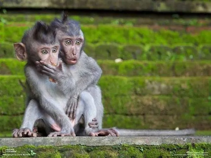The World's Most Amazing Animals