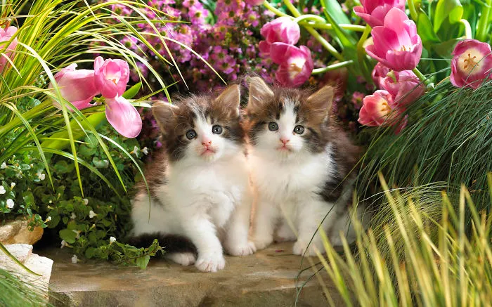 Collection Of Very Cute Cats Pictures