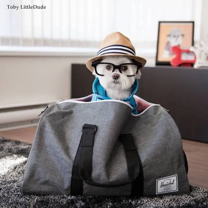 This Is A Little  Toby, Which Makes The Popular On Social Networks.