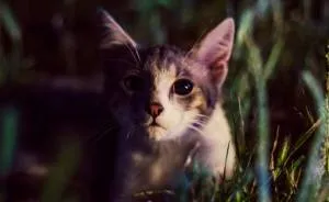 This Little Kitty Grew Up In Front Of My Camera