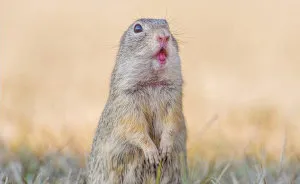 Photographer Captures The Fun Side Of Ground Squirrels