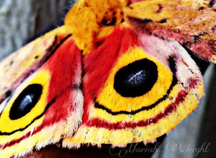 Beautiful Animals