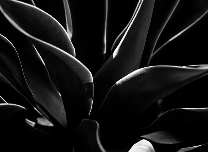 In My Spare Time I Enjoy Photographing My Natural Surrounding.  In This Case, Agave Plants.