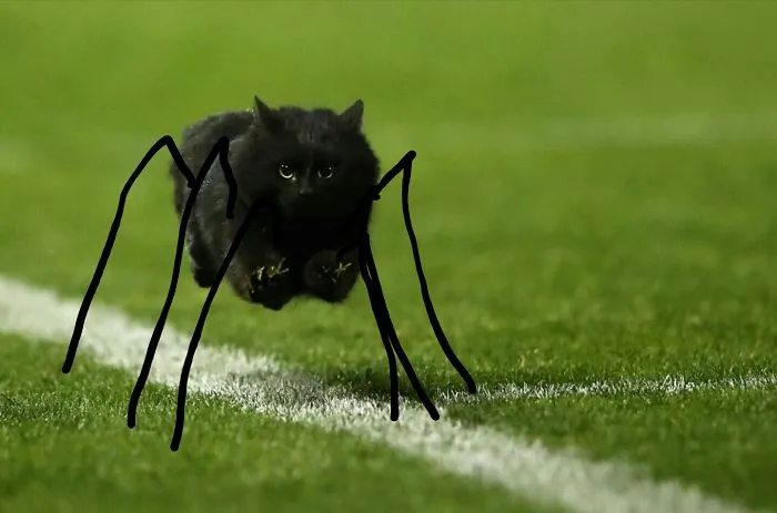 Spider Cat, Spider Cat.
