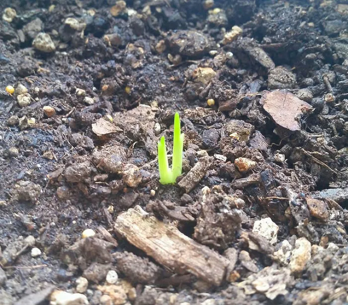 I Am Growing My Own Turmeric