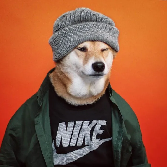 Bodhi, The Menswear Dog Is Rocking The Internet