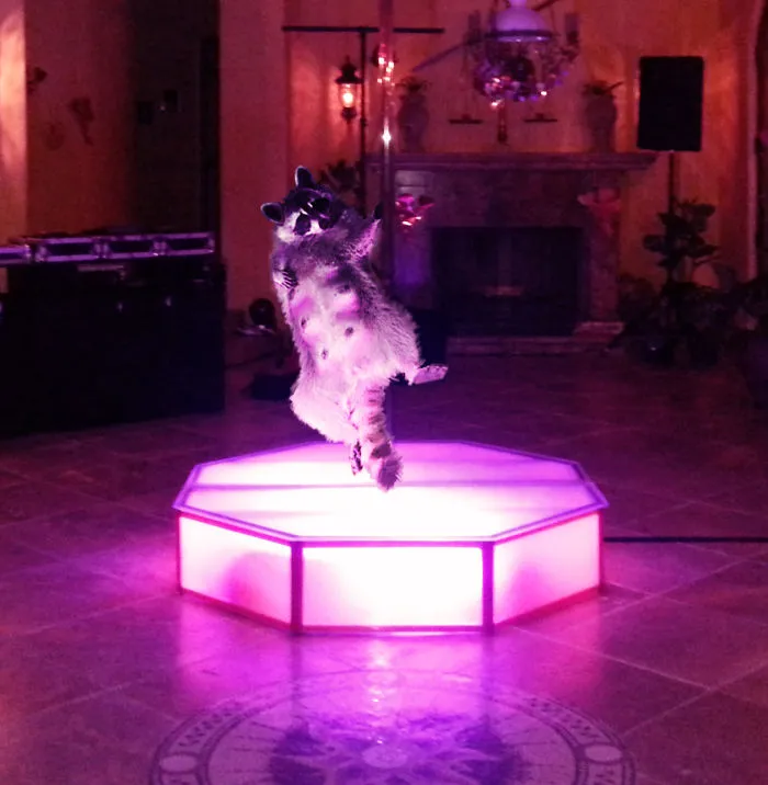 The New Stripper