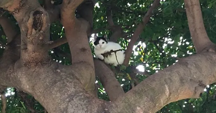 This Cat Looks Like It's Holding A Tiny Machine Gun (PS Battle)