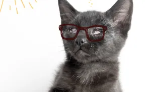After Getting Abandoned I Lost My Sight, But Now I Have My Forever Home And Am A Happy Kitty