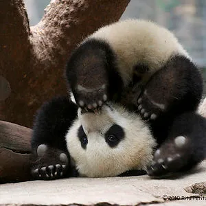 i stalk pandas