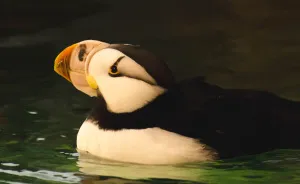 Monkeys, Penguins, And Polar Bears. Oh My!
