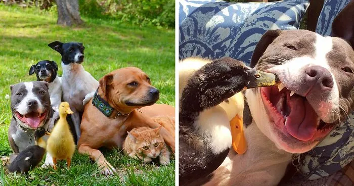 This Couple Rescued 7 Animals And This Is How They Live Now