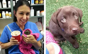 Vet Saves Chocolate Lab Puppy No Bigger Than Chocolate Milkshake From Euthanasia And Then Adopts It