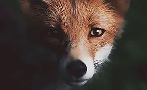 Photographer Captures The Soul Of The Forest With His Unbelievably Intimate Animal Shots