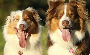 Dog Photobombs Every Picture