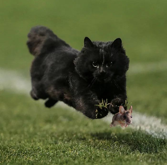 Cat And Mouse